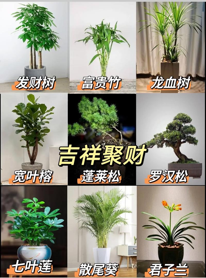 花掌门绿植办公室观叶绿植该如何摆放 范文模稿