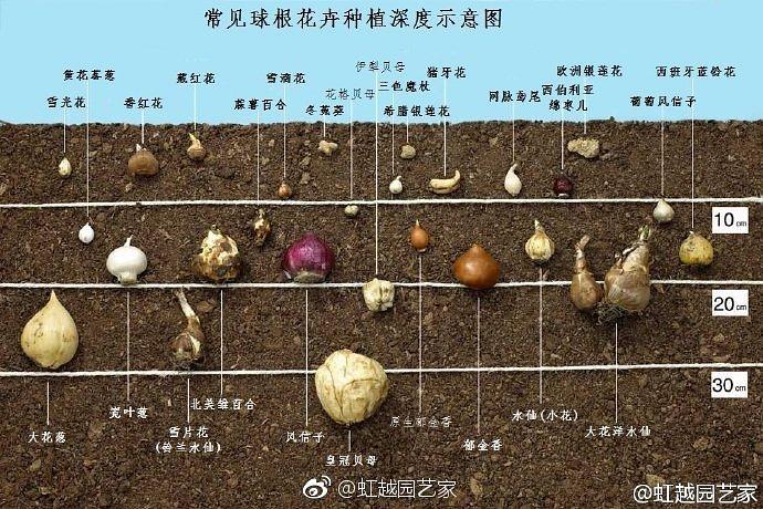 球块根球茎地被植物栽培与养管 范文模稿