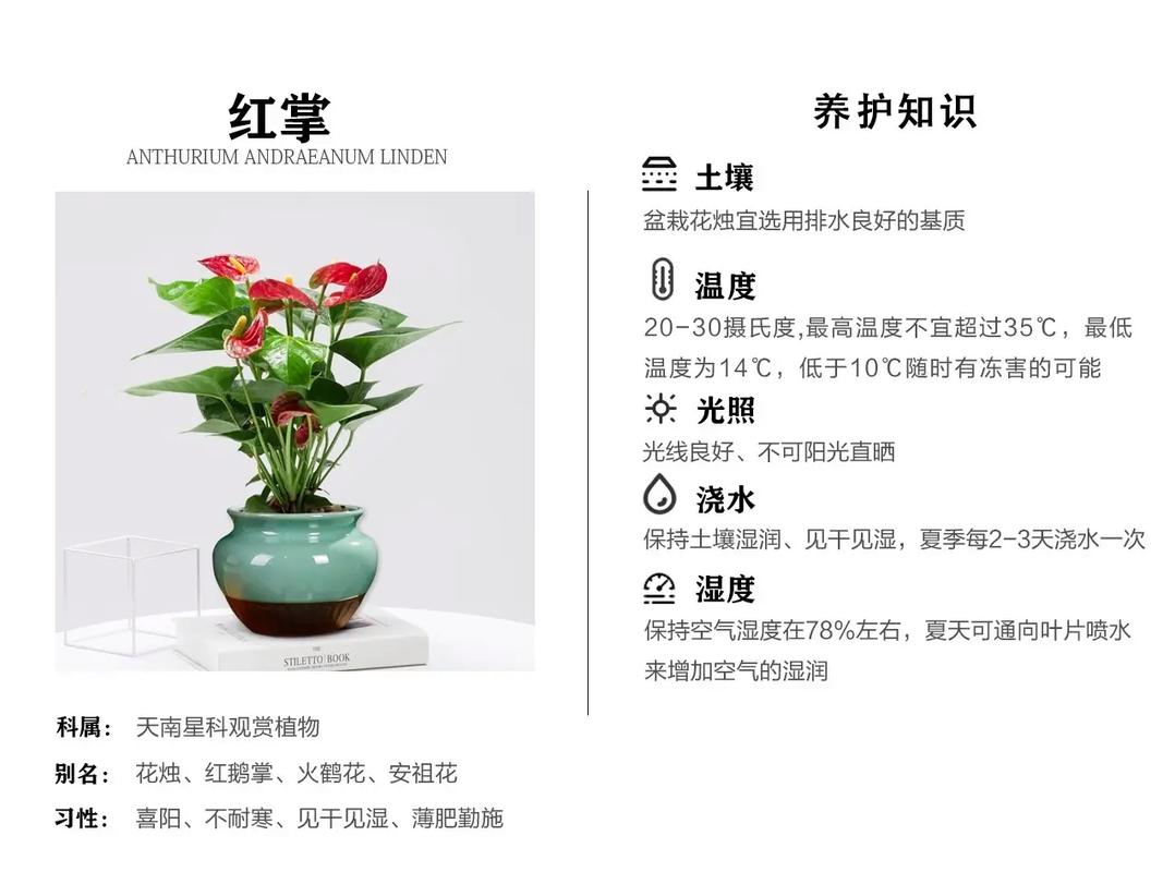 冬季暖意融融家庭花卉养护全攻略 范文模稿