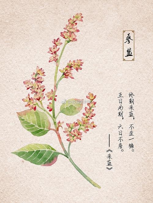 遇见诗经中的植物 范文模稿