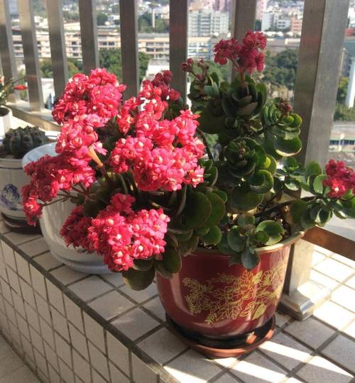 长寿花冬季养护四要点让您的家在寒冷季节也能充满生机与色彩 范文模稿