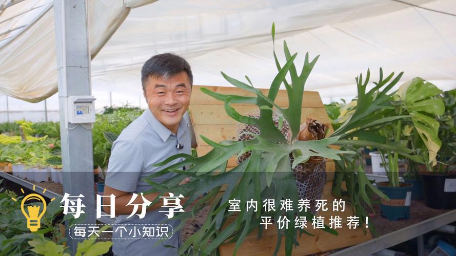 又贵又难养的9种绿植我建议你别买室内非常难养活 范文模稿