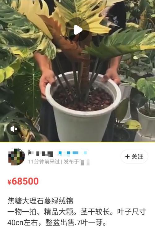 锦化观叶绿植变身网红一片叶子被炒到上万元 范文模稿