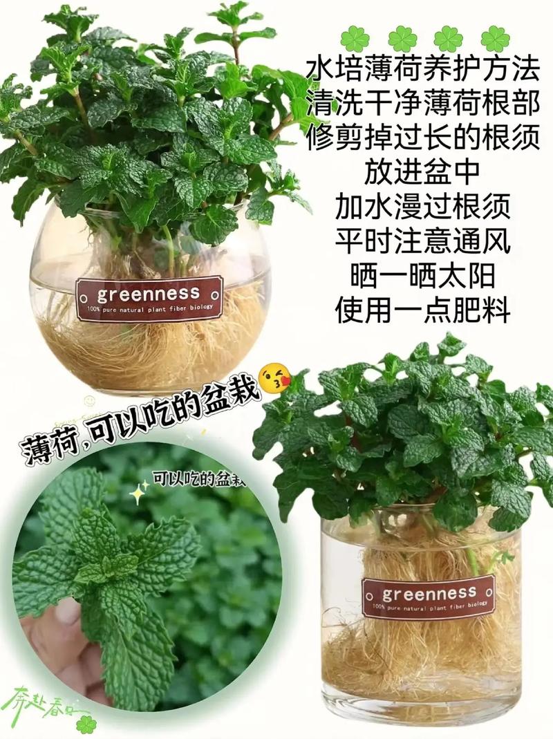 平时这样给薄荷浇水你的薄荷一定长的旺盛还容易爆盆 范文模稿