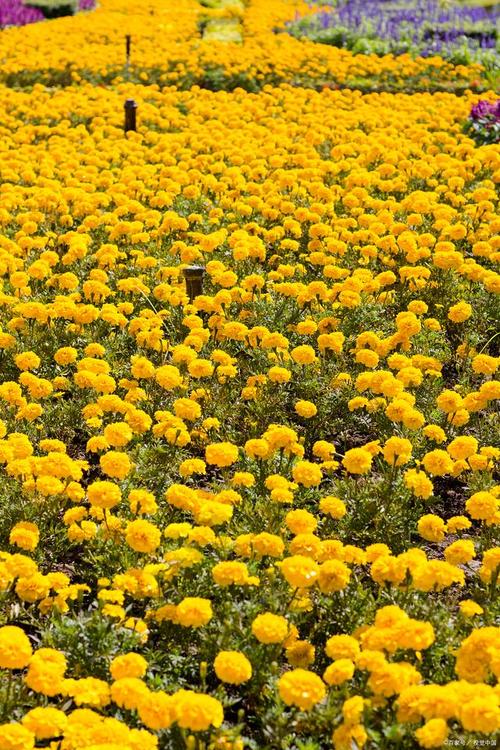 日本花海景观及代表性植物  品种 范文模稿