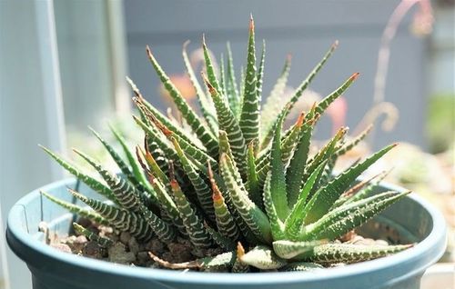 2种很耐旱皮实的小绿植不用勤浇水容易群生很美 范文模稿 2种很耐旱皮实的小绿植不用勤浇水容易群生很美 范文模稿