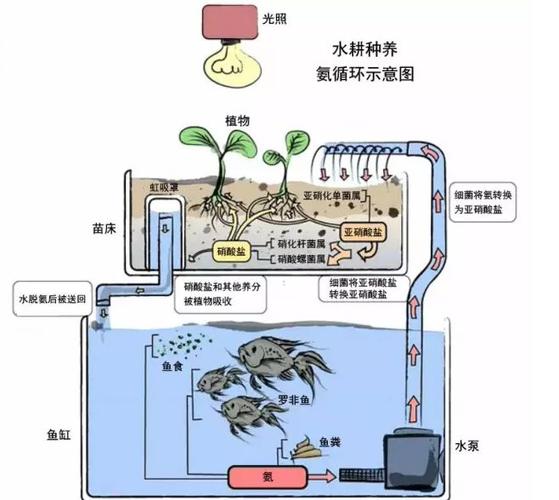 三个桶学会做鱼菜共生系统不用挖池 一台水泵搞定循环 范文模稿