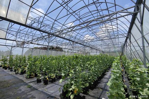 视频｜大棚管理有诀窍掌握技巧保丰产 范文模稿