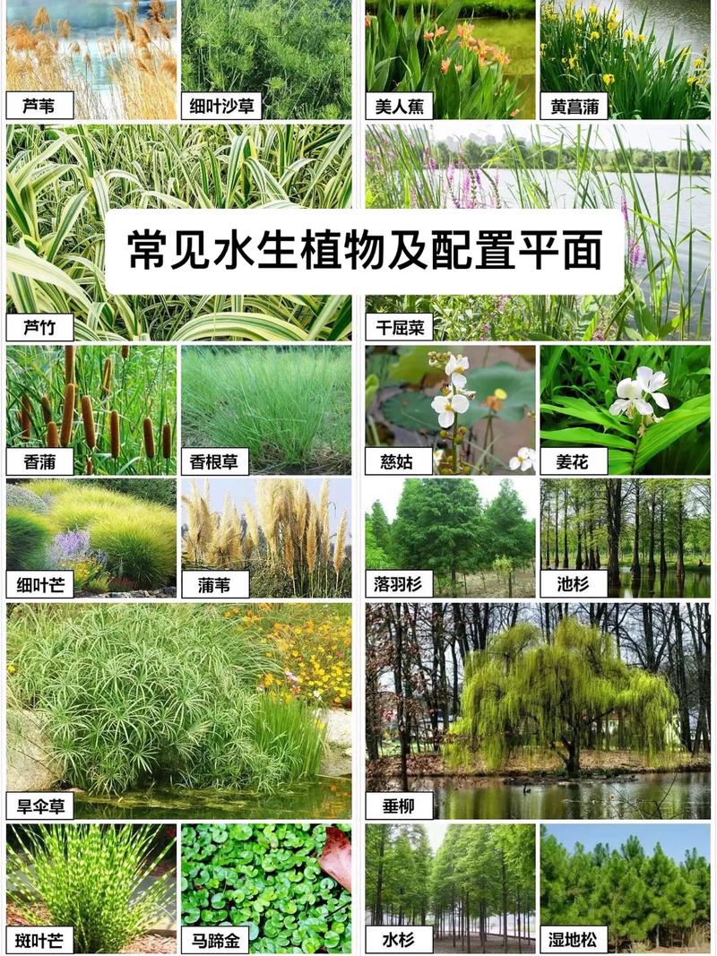 庭院打造需要的水生植物图库图解手册建议收藏 范文模稿