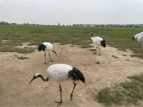 旅游攻略盐城珍禽养殖场的最佳旅游时间 范文模稿