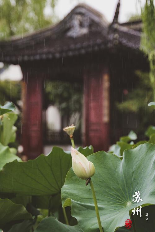 在苏州这座植物园追一场春雨 范文模稿