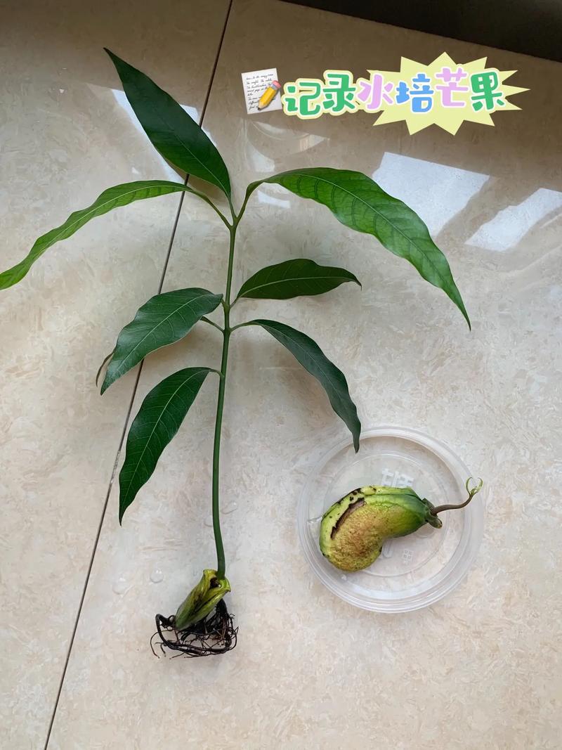 教你芒果核养成盆栽泡在水里1周生根发芽30天成绿植景观 范文模稿