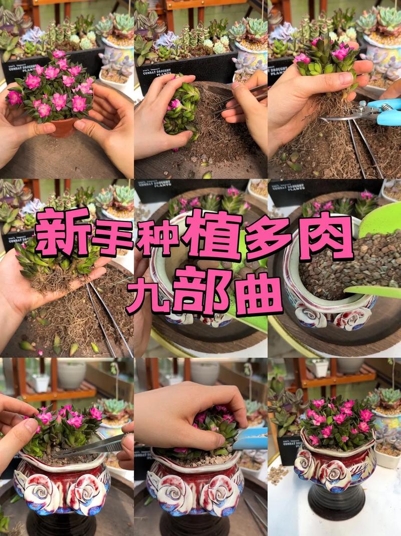 新手养多肉做到3步一个劲的长又肥又漂亮状态好 范文模稿