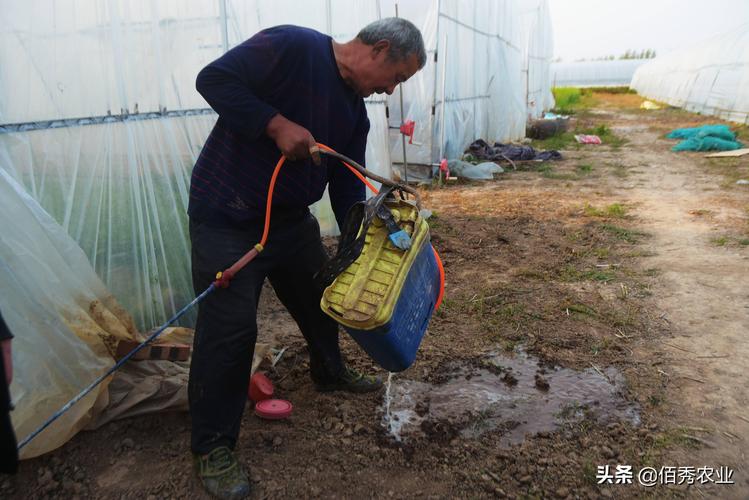 城里人想知道农民种植蔬菜有哪些不用或少用农药和催熟剂 范文模稿