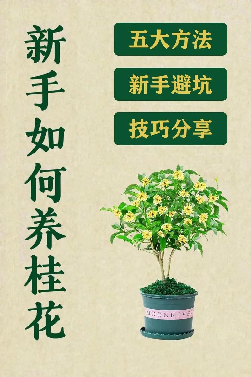 桂花的养殖方法和注意事项 范文模稿