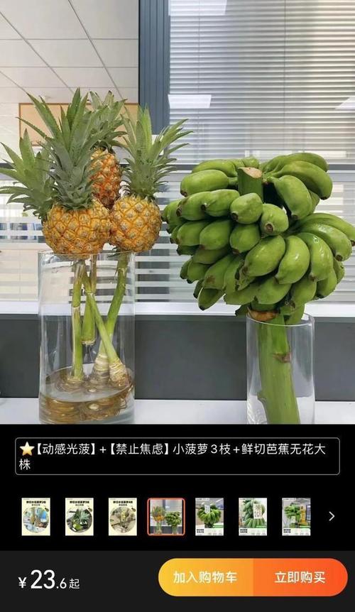 办公室新宠苹果蕉水培绿植走红打工人新选择 范文模稿