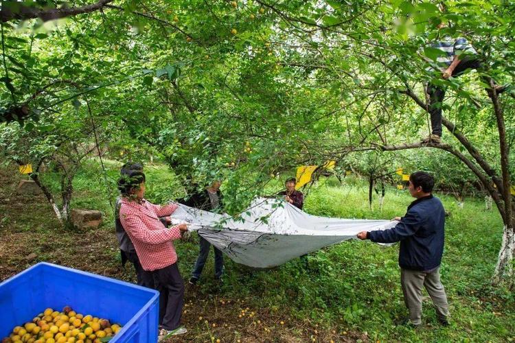 乌梅的种植技巧与炮制方法老农实用技术分享 范文模稿