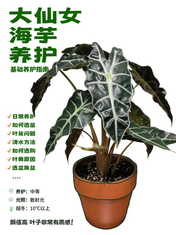 盆景观叶植物海芋养护实用指南 范文模稿