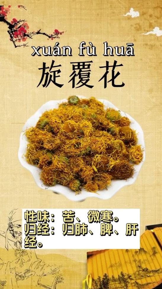 花中金子旋覆花本是路边草识得便是宝人工栽培有3个用途 范文模稿