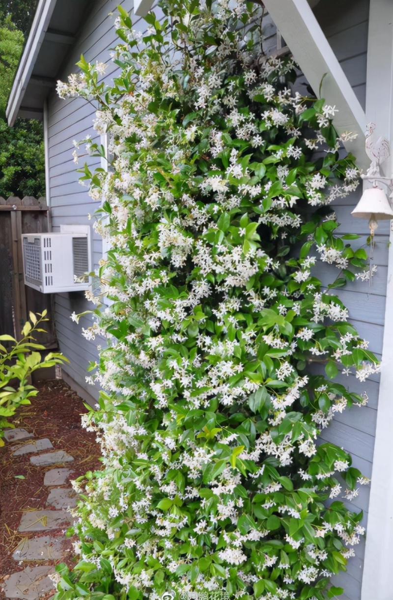 8种真正的爬墙花花期长花量大打造花墙一年就能爬满 范文模稿