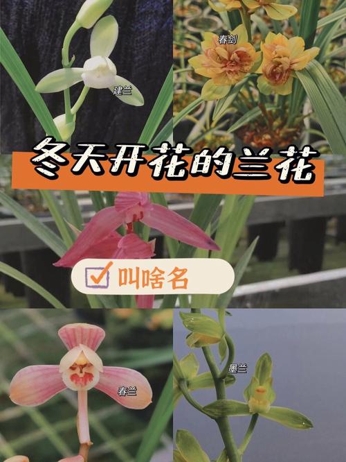 南方寒兰也怕冷提前防寒秘籍让你的花房春意盎然 范文模稿