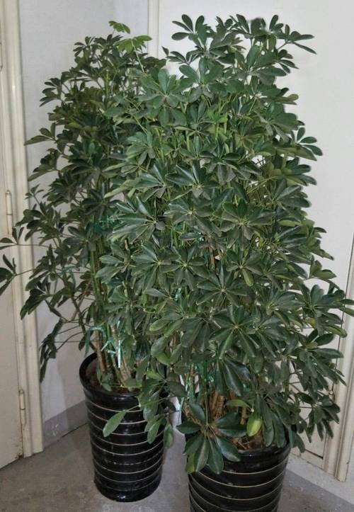 怎样养好发财树盆栽注意3个小问题年年翠绿鲜活叶子多 范文模稿