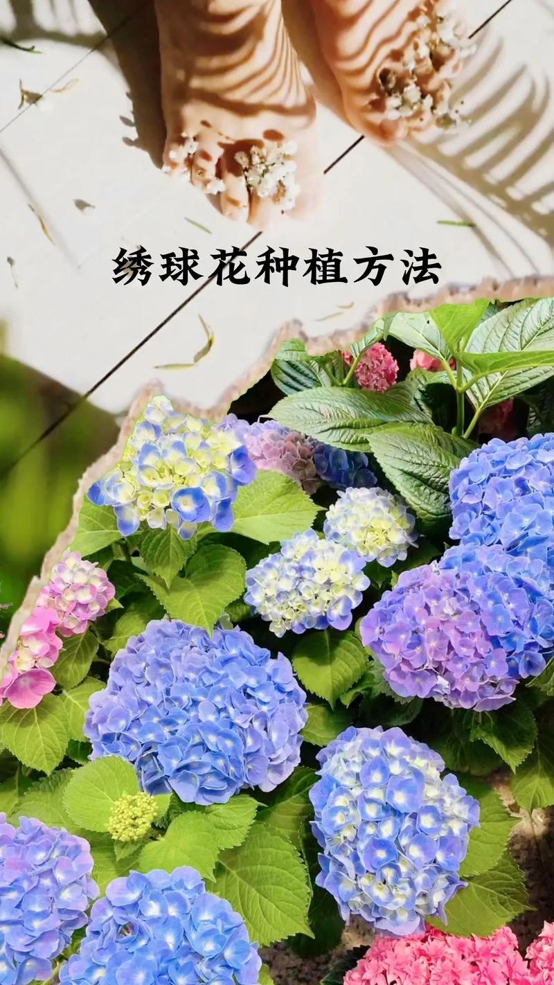 绣球花花期之后怎么养3个小步骤长势旺来年开花多10倍 范文模稿