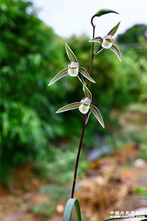 最耐寒的兰花原来是它能耐7℃低温 范文模稿