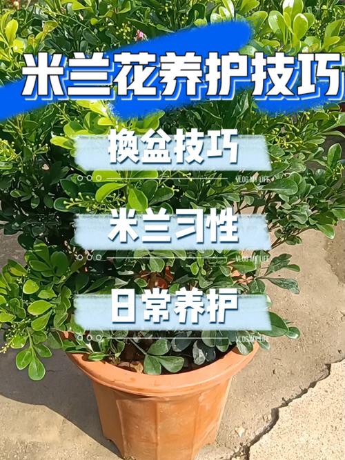 米兰的养护管理 范文模稿