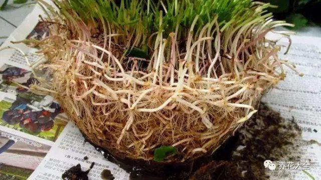 家里的绿植总是不健壮试试这几种秘方再也不用买生根液 范文模稿 家里的绿植总是不健壮试试这几种秘方再也不用买生根液 范文模稿