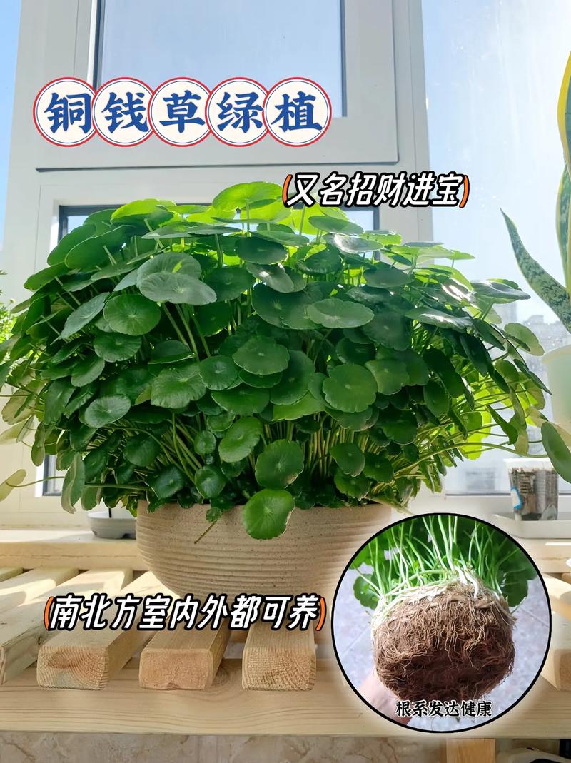 铜钱草怎么养水培茂盛 范文模稿