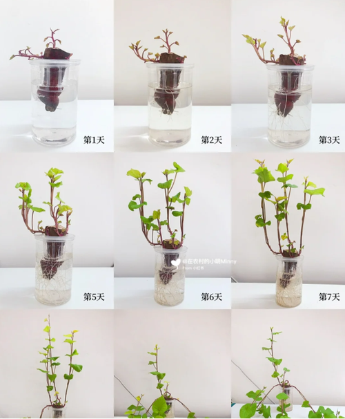 一分钟学会给盆栽花卉浇水无需十年功照样养好花 范文模稿