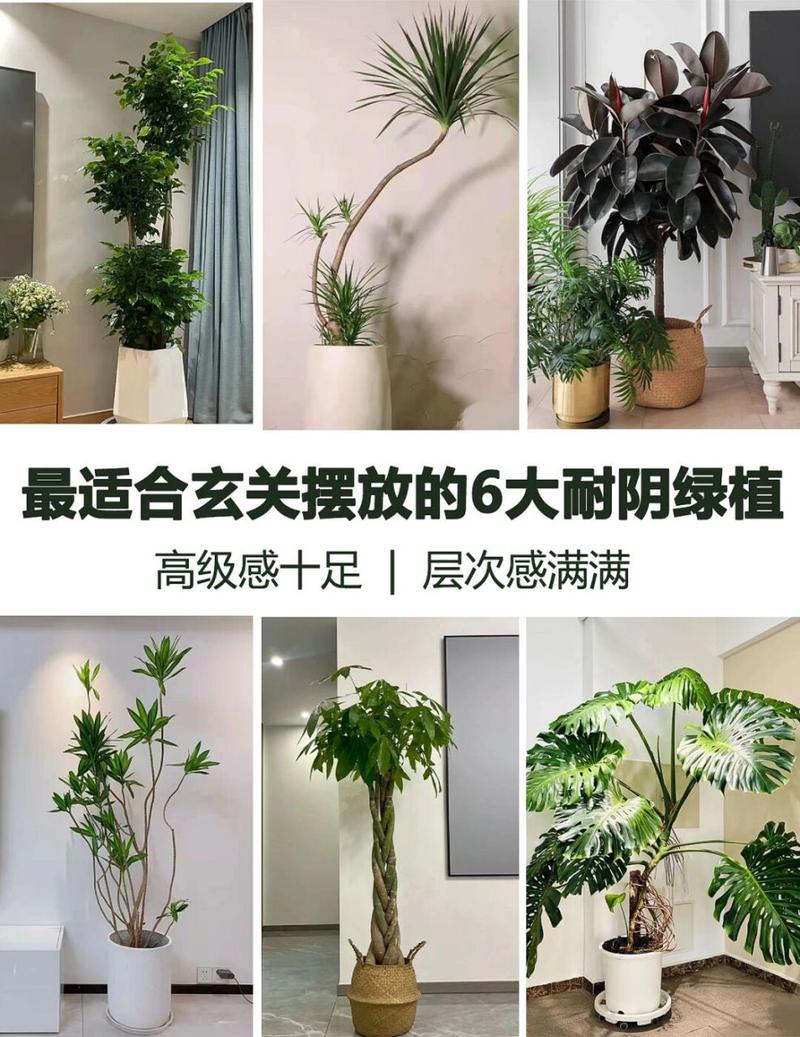 这几种植物最适合放在家里玄关处 范文模稿