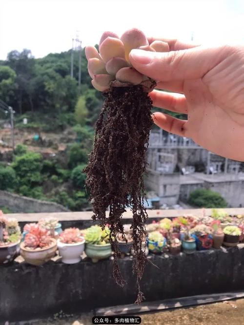 浅谈包邮区的配土和修根也许你会爱上这个小方法 范文模稿