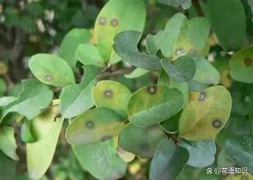 太实用了夏季养花攻略防晒防虫保湿一网打尽 范文模稿