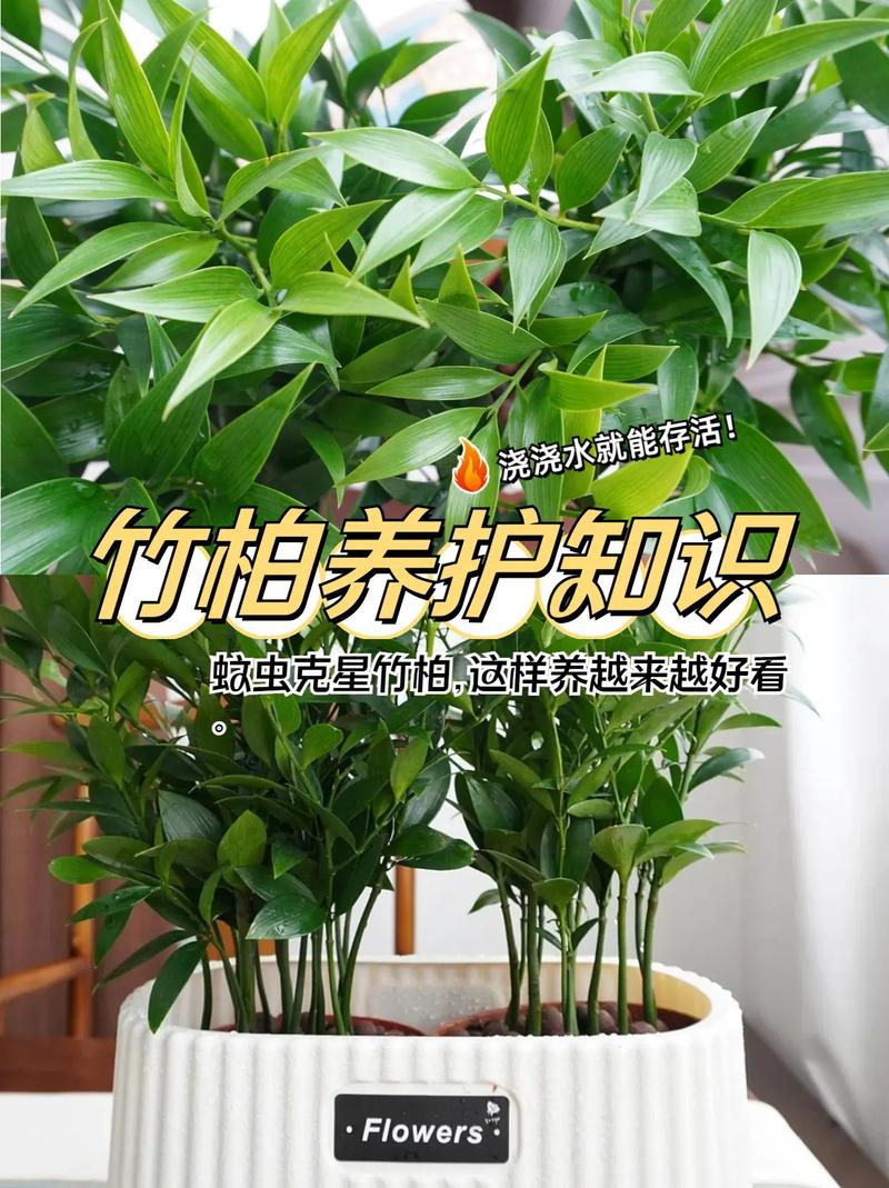 竹柏的养殖方法 范文模稿