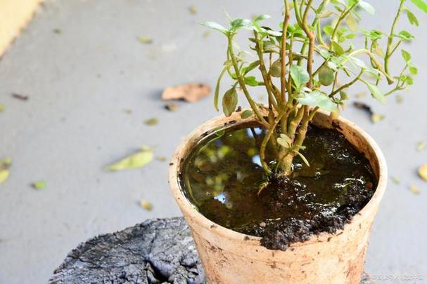 长期给植物浇自来水容易让盆土偏碱那要怎么处理呢 范文模稿