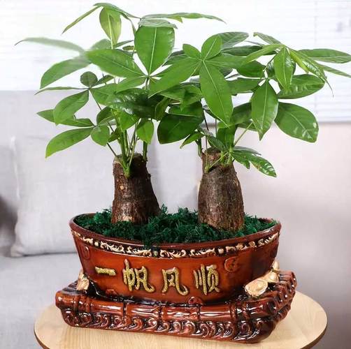 常见的5种风水植物让你财源滚滚幸福安康 范文模稿 常见的5种风水植物让你财源滚滚幸福安康 范文模稿