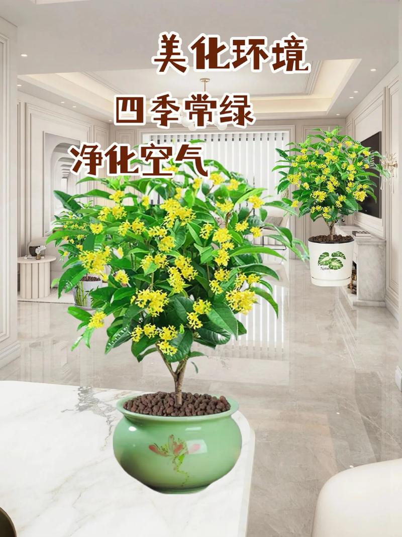 室内怎么养盆栽桂花3个技巧照样花开满枝开花多香味浓 范文模稿 室内怎么养盆栽桂花3个技巧照样花开满枝开花多香味浓 范文模稿
