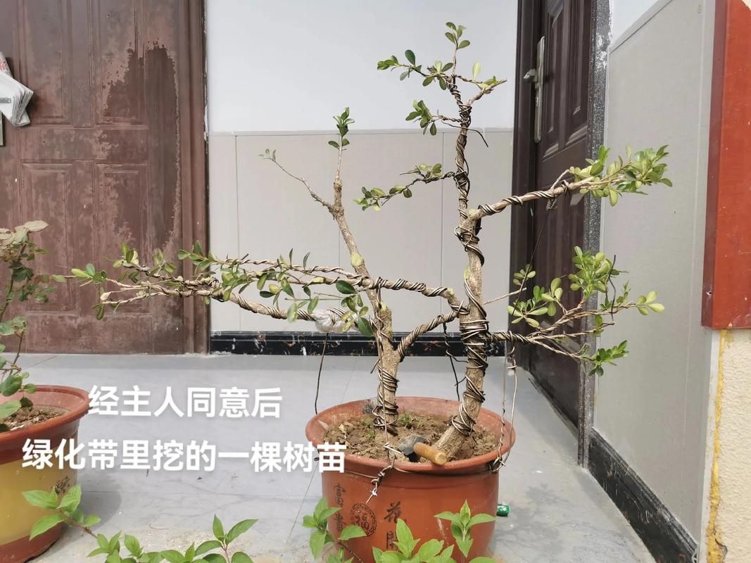 花园里种植黄杨木植物的技巧 范文模稿