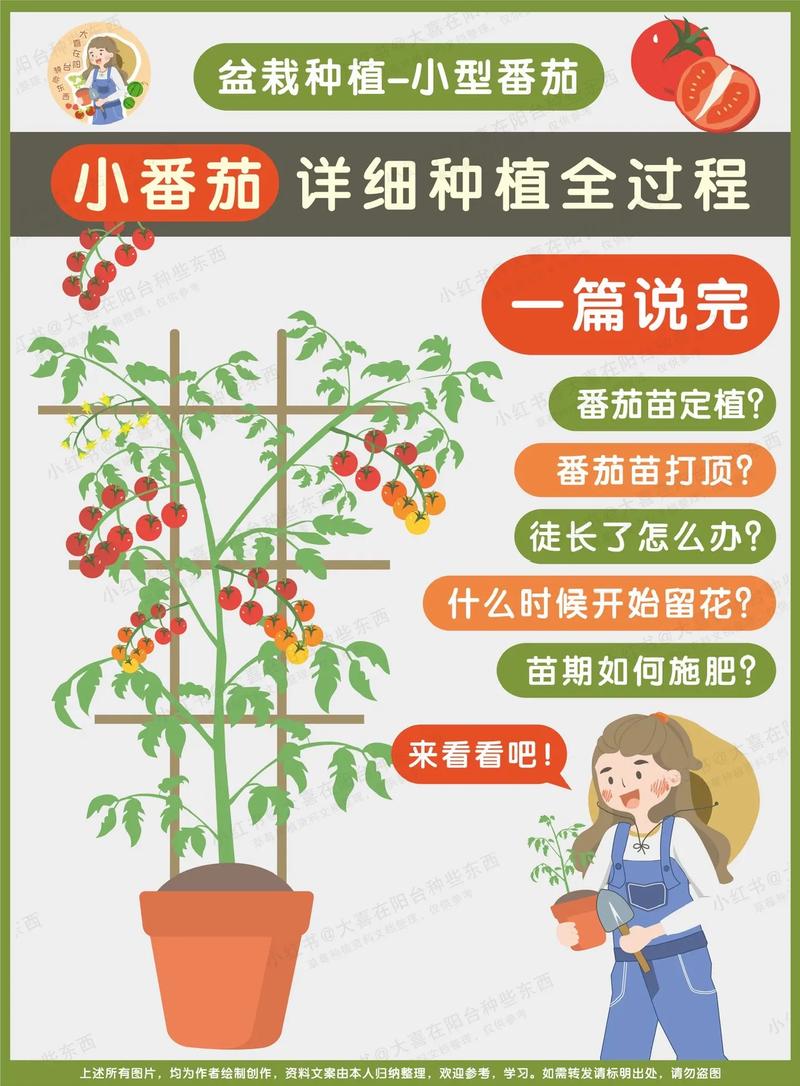 盆栽番茄栽培管理技术 范文模稿