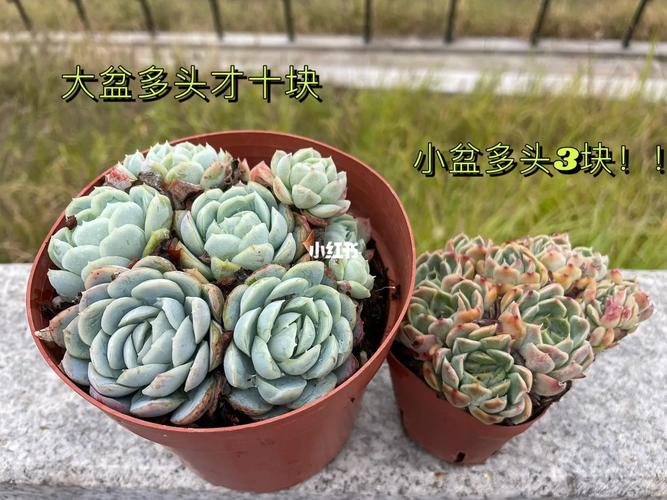 临沂多肉植物市场价格跳水 范文模稿