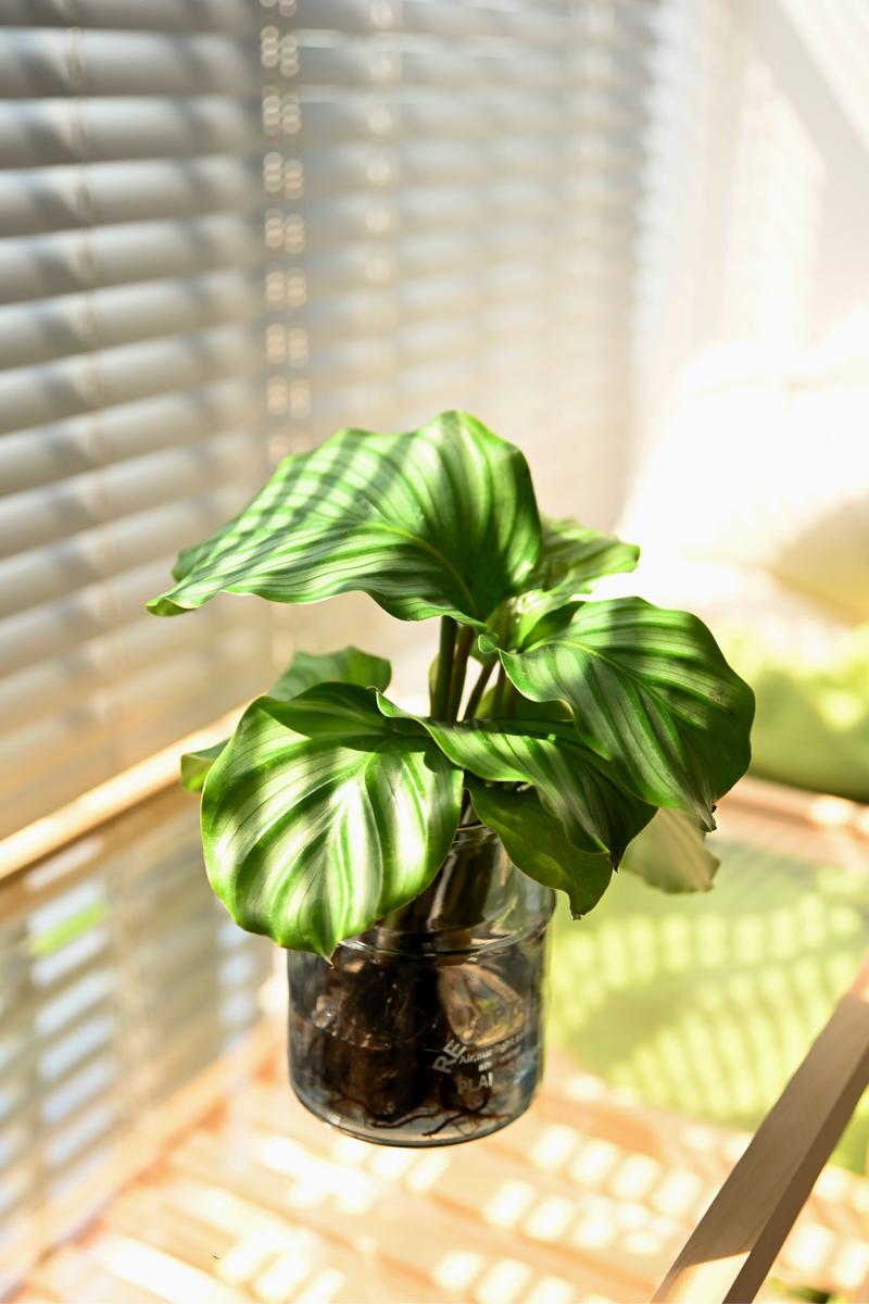 青苹果绿植养护打造生机勃勃的绿色空间 范文模稿