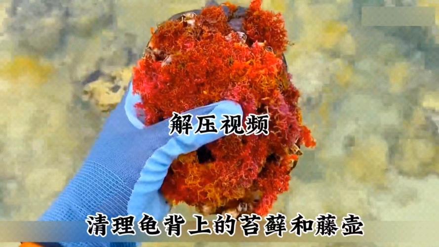 清理龟背上的苔藓和藤壶解压视频海洋生物 范文模稿 清理龟背上的苔藓和藤壶解压视频海洋生物 范文模稿
