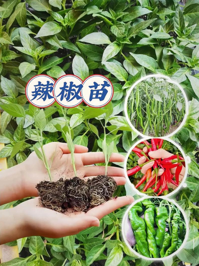 辣椒种植技术与管理方法让您的作物茁壮成长种植高手在用 范文模稿