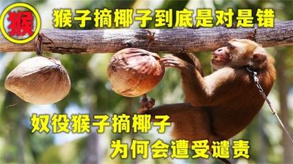 原来椰子都是由猴子采摘的🐒科普知识 范文模稿