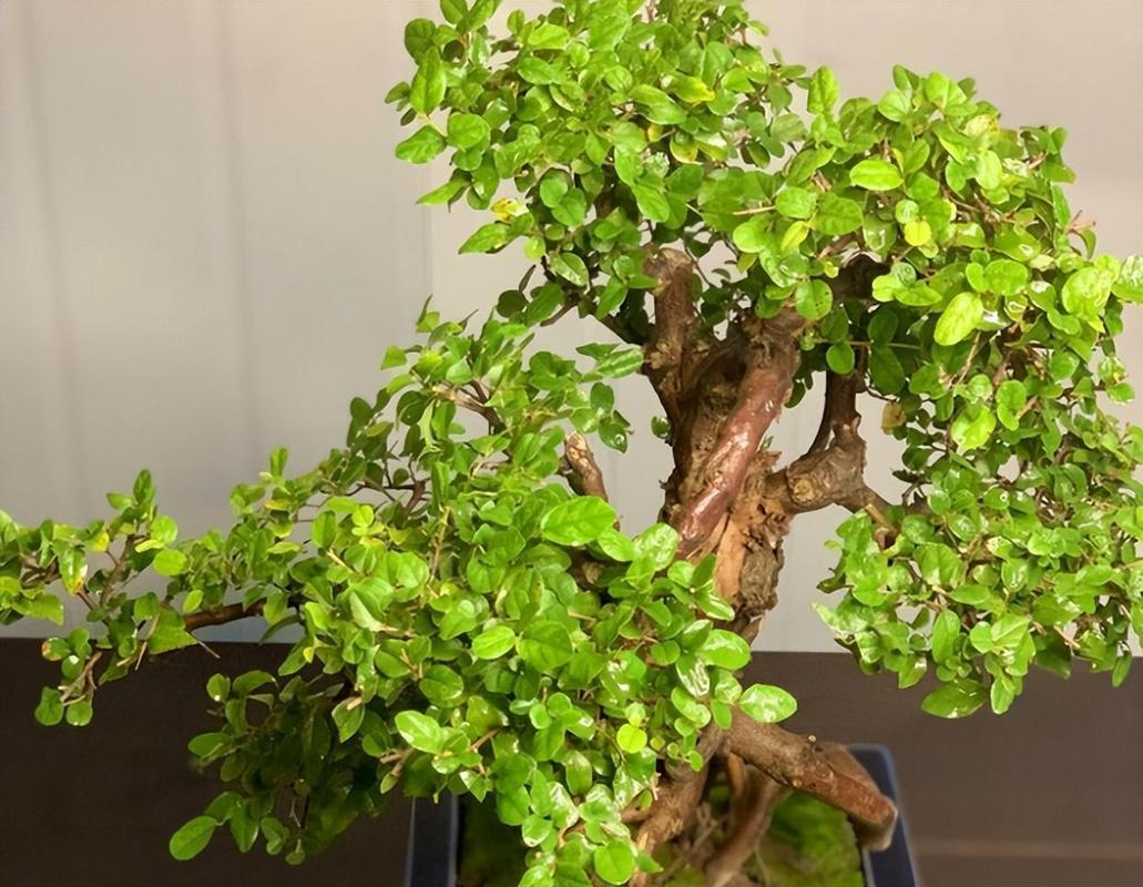 七贤盆景之一雀梅盆景养护不难施肥正确自然不黄叶 范文模稿