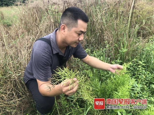 南宁一荷田旁发现水蕨它竟是国家二级保护植物 范文模稿