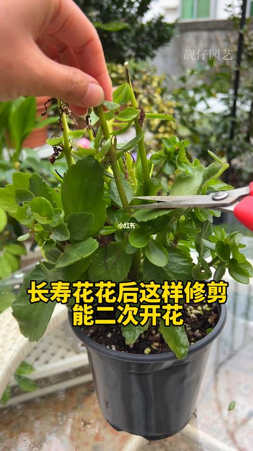 长寿花修剪和繁殖的技巧夏季怎么打理秋冬才好开花 范文模稿