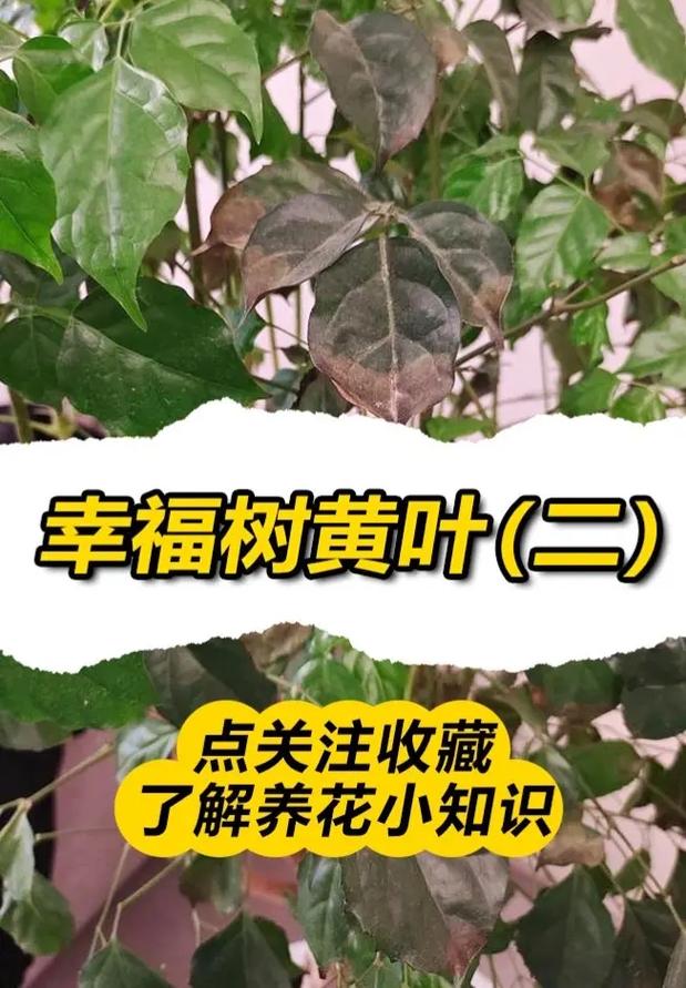 幸福树这样养不黄叶不掉叶枝繁叶茂长大了还能开花 范文模稿